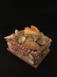 画像1: 貝の箱　標本　ヴンダーカンマー (1)
