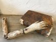 画像1: 18世紀 聖腕 聖手 イタリア アンティーク 残欠 (1)