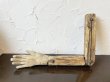 画像4: 18世紀 聖腕 聖手 イタリア アンティーク 残欠 (4)